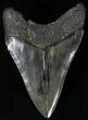 Bargain Megalodon Tooth - South Carolina #29242-2